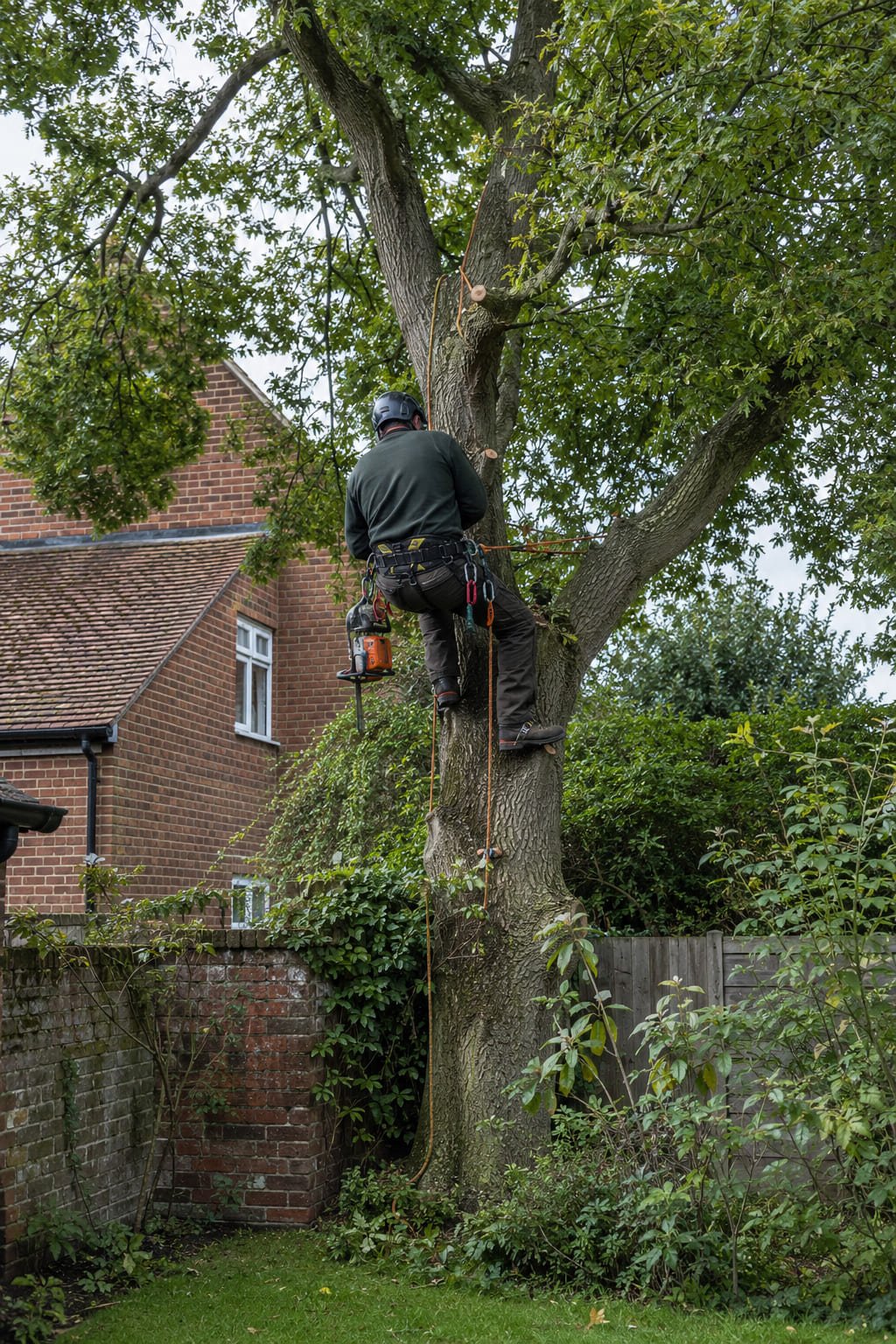 Qualified tree surgeon pruning mature tree beside older Henlow village property Bedfordshire