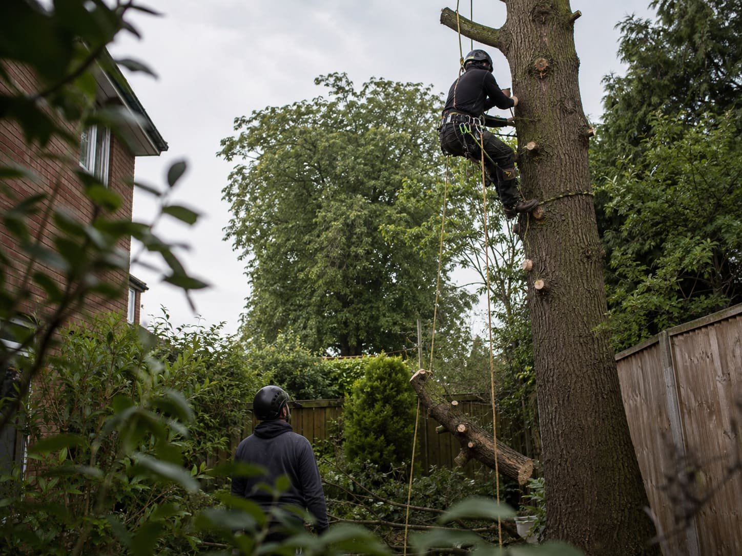 Tree surgeon clearing branches during controlled tree removal in Henlow garden Bedfordshire