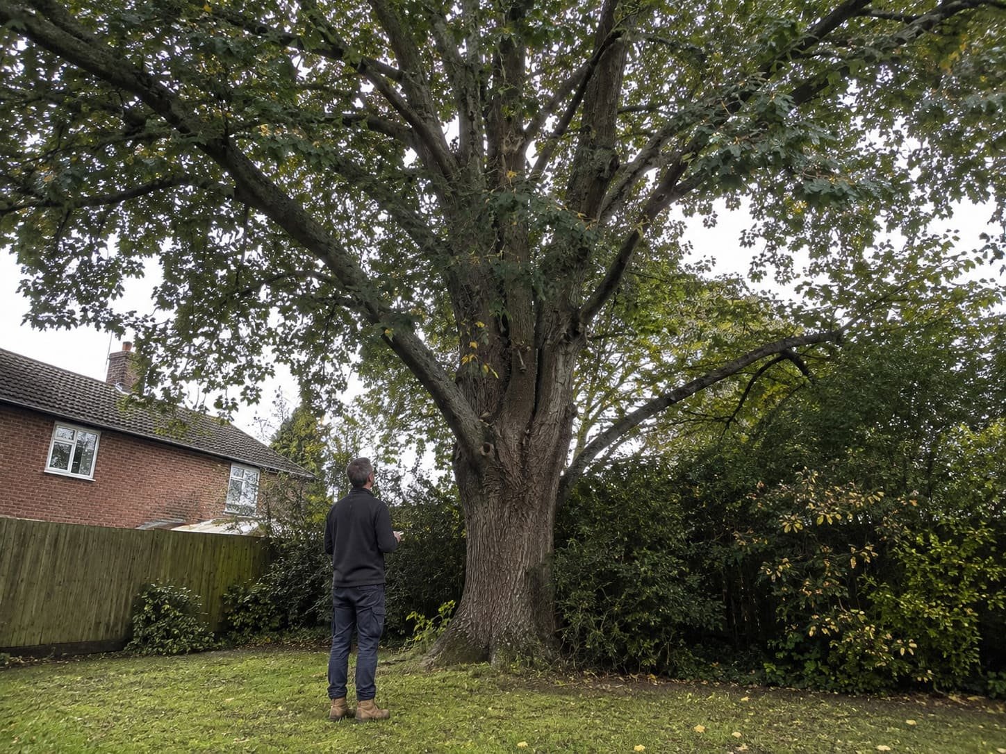 Tree surgeon inspecting mature garden tree beside brick home in Henlow Bedfordshire