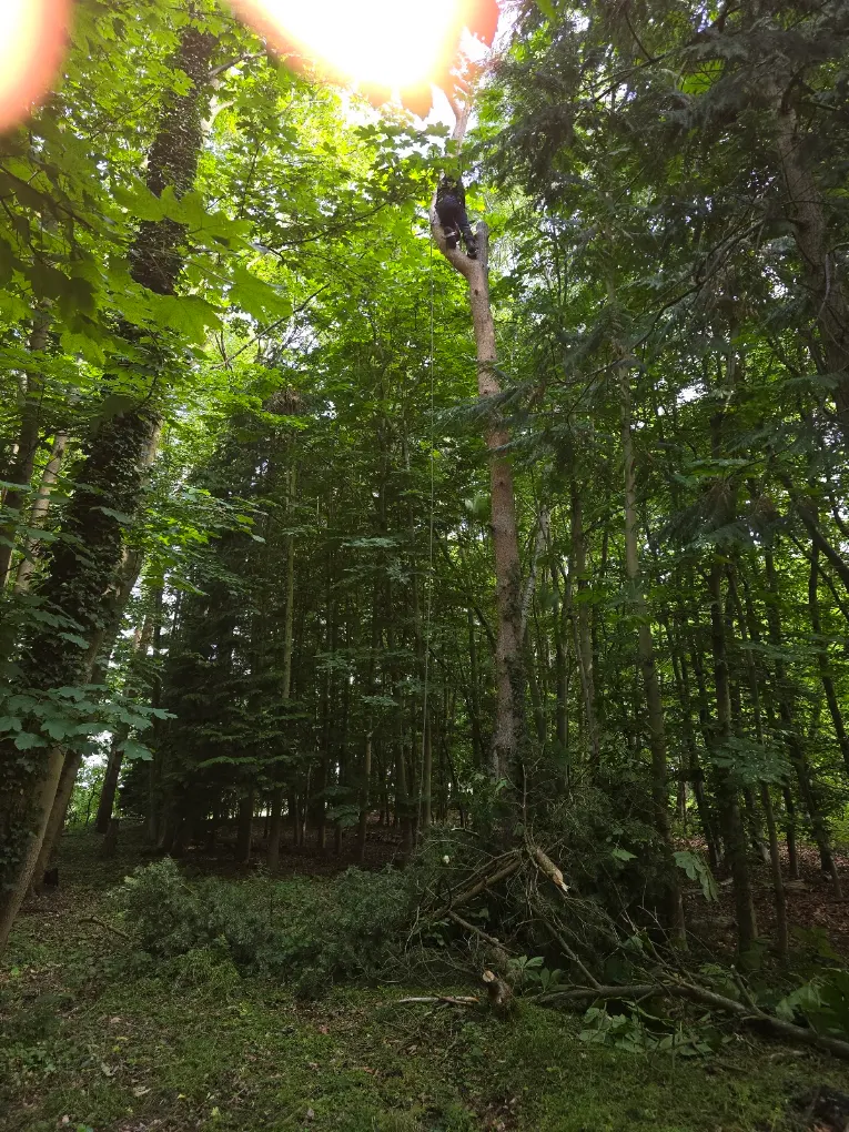 Tree surgeon from Treescapes working up high